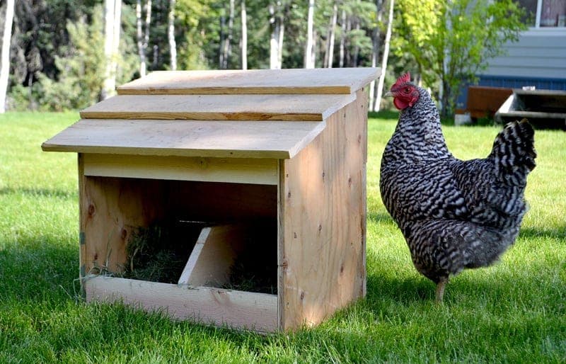 Single chicken nesting box with an angled cedar picket roof