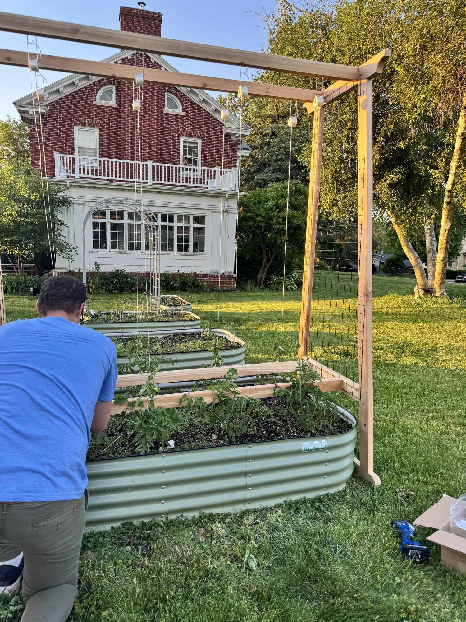 Tomato Trellis