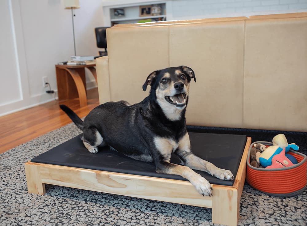 Dog Bed