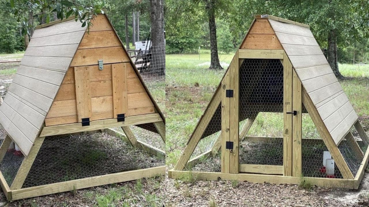A-frame chicken coop with wire run below and sided roost above